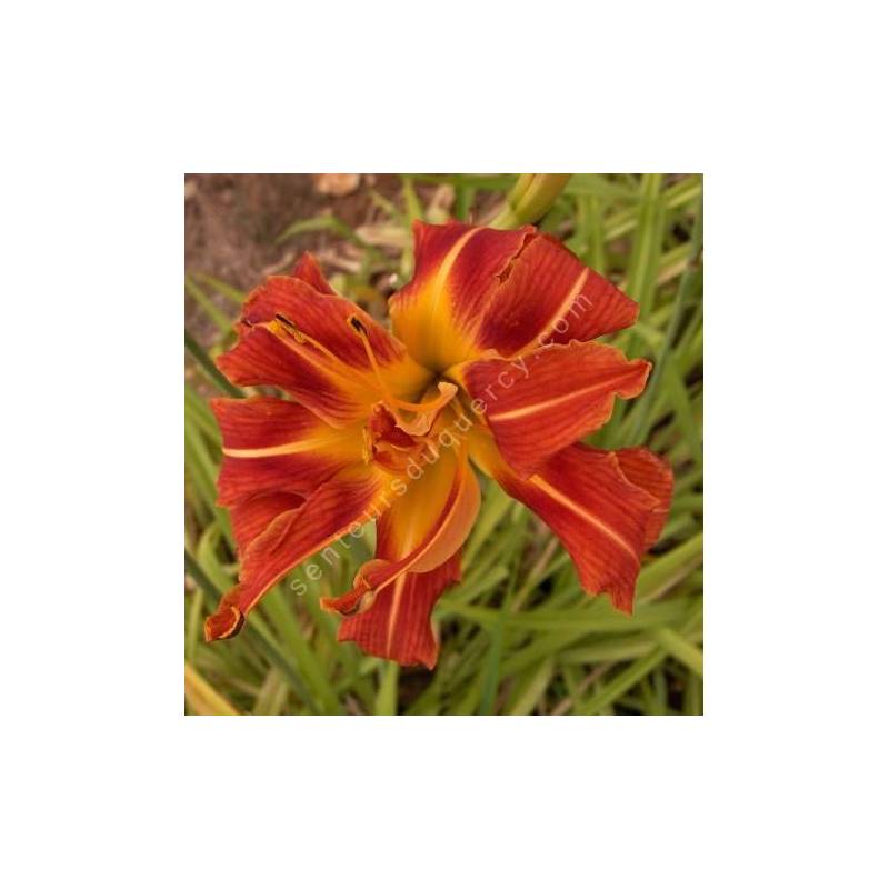 Hemerocallis fulva 'Kwanzo'  - Hémérocalle