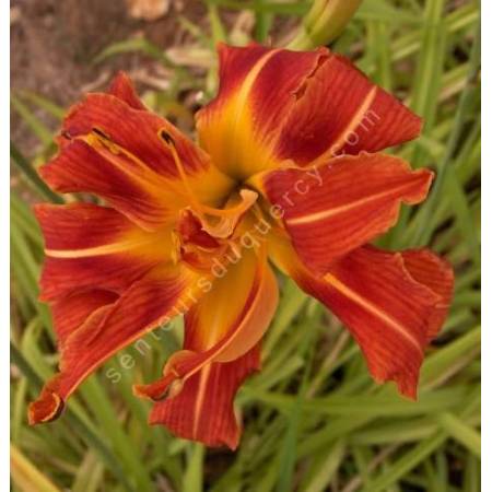 Hemerocallis fulva 'Kwanzo'  - Hémérocalle