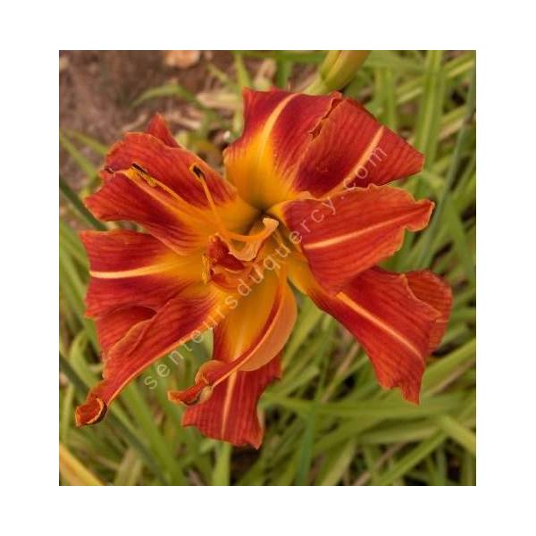 Hemerocallis fulva 'Kwanzo'  - Hémérocalle