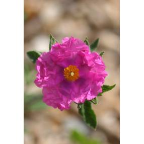 Cistus crispus - Ciste crispé