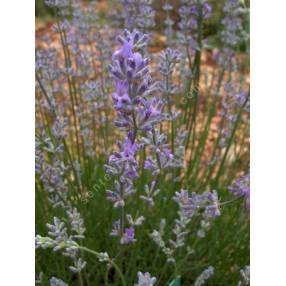 Lavandula angustifolia, Vraie Lavande