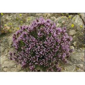 Thymus longiflorus, Thym à longues fleurs