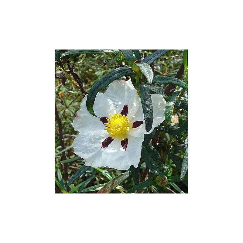 Cistus ladanifer, Ciste à gomme