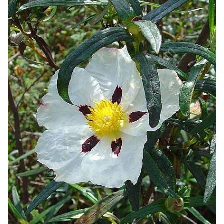 Cistus ladanifer, Ciste à gomme