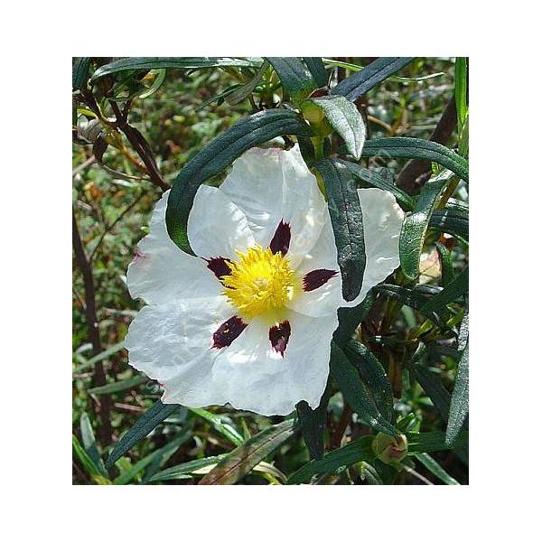 Cistus ladanifer, Ciste à gomme