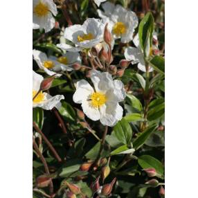 Cistus laurifolius, Ciste à feuille de laurier