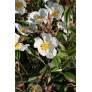 Cistus laurifolius, Ciste à feuille de laurier