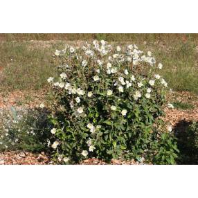 Cistus laurifolius, Ciste à feuille de laurier