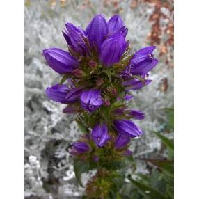 Campanula glomerata 'Joan Elliott', Campanule glomérée