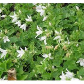 Campanula poscharskyana 'Schneeranke', Campanule des murailles blanche