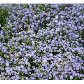 Campanula cochleariifolia 'Blaue Taube' - Campanule des murailles bleu double