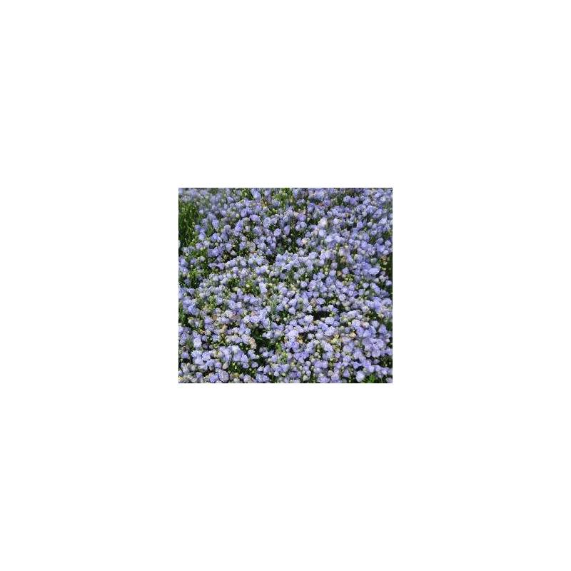 Campanula cochleariifolia 'Blaue Taube' - Campanule des murailles bleu double