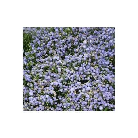 Campanula cochleariifolia 'Blaue Taube' - Campanule des murailles bleu double