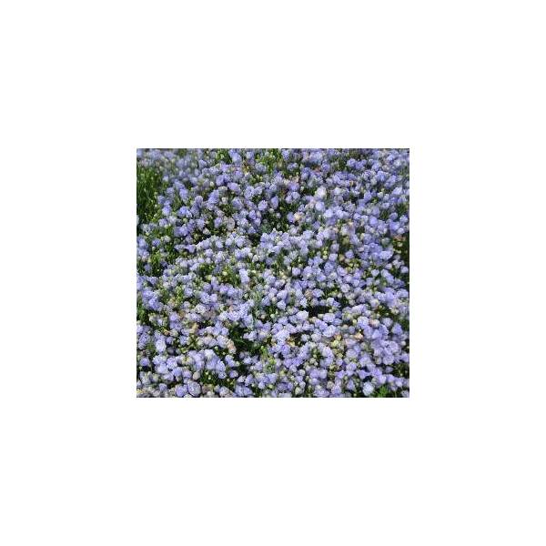 Campanula cochleariifolia 'Blaue Taube' - Campanule des murailles bleu double