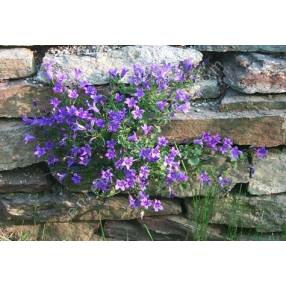 Campanula portenschlagiana, Campanule des murailles