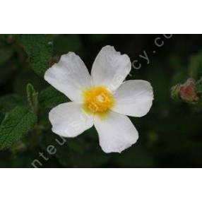 Cistus salviifolius, Ciste à feuille de sauge