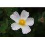 Cistus salviifolius, Ciste à feuille de sauge