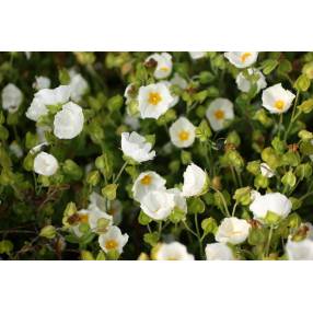 Cistus salviifolius, Ciste à feuille de sauge