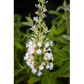 Buddleja davidii 'White Bouquet', Arbre aux papillons blanc