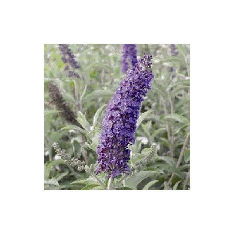 Buddleja davidii 'Empire Blue'