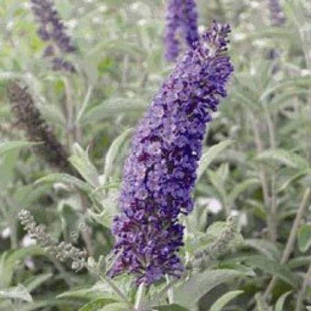 Buddleja davidii 'Empire Blue'