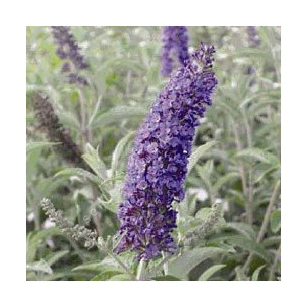 Buddleja davidii 'Empire Blue'