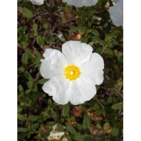 Ciste à feuilles de sauge (Cistus salviifolius) - Les carnets