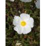 Cistus salviifolius, Ciste à feuille de sauge