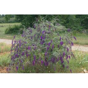 Buddleja davidii 'Nanho Purple'