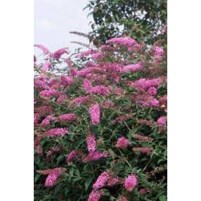 Buddleja 'Pink Delight' - Arbre aux papillons rose