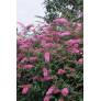 Buddleja 'Pink Delight' - Arbre aux papillons rose