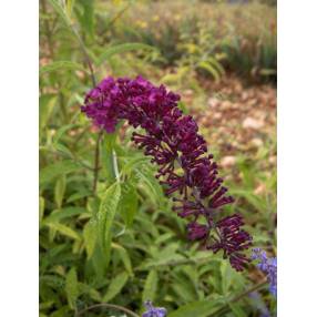 Buddleja davidii 'Santana'