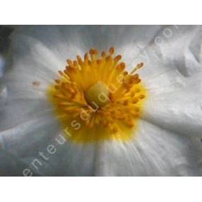 Cistus salviifolius, Ciste à feuille de sauge