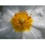 Cistus salviifolius, Ciste à feuille de sauge