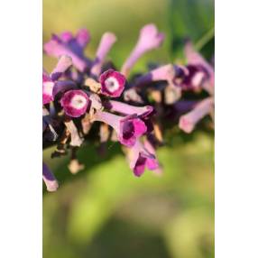 Buddleja lindleyana