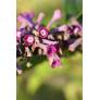 Buddleja lindleyana