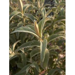 Buddleja myriantha