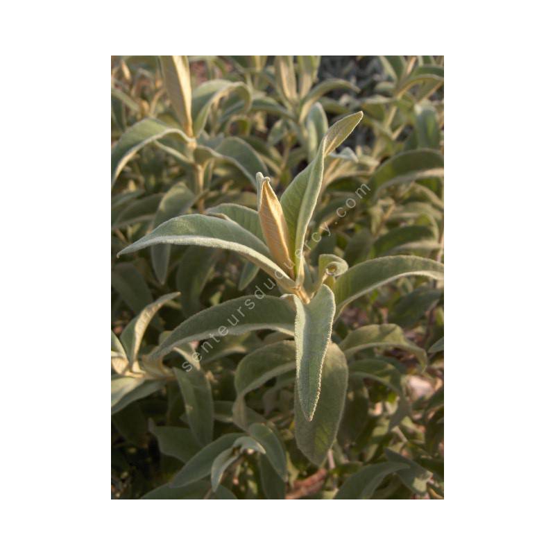 Buddleja myriantha
