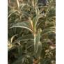 Buddleja myriantha