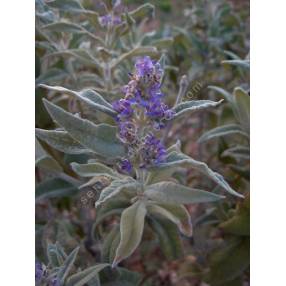 Buddleja myriantha