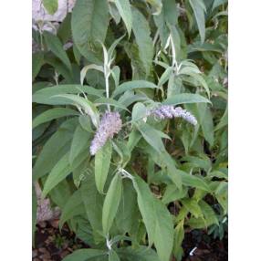 Buddleja nivea - Arbre aux papillons du Yunnan