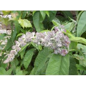 Buddleja nivea, Buddleia du Yunnan