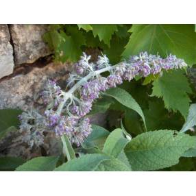 Buddleja nivea, Buddleia du Yunnan