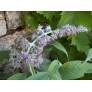 Buddleja nivea, Buddleia du Yunnan