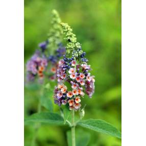 Buddleja 'Bicolor' - Arbre aux papillons