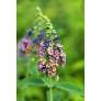 Buddleja 'Bicolor' - Arbre aux papillons