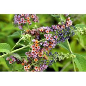 Buddleja 'Bicolor' - Arbre aux papillons