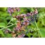 Buddleja 'Bicolor' - Arbre aux papillons