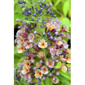 Buddleja 'Bicolor' - Arbre aux papillons