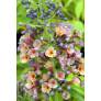 Buddleja 'Bicolor' - Arbre aux papillons